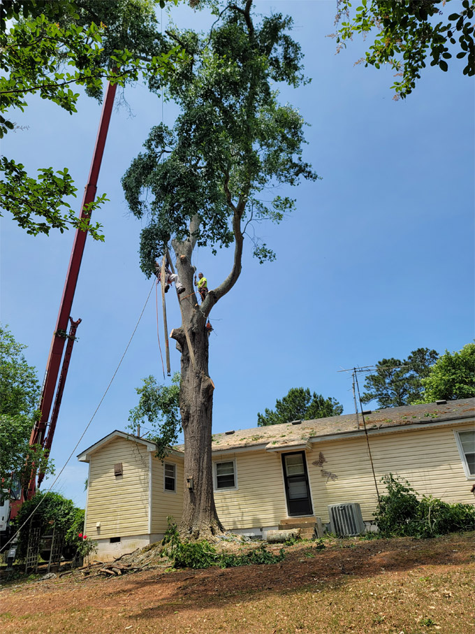 About Us Branching Out Tree Services