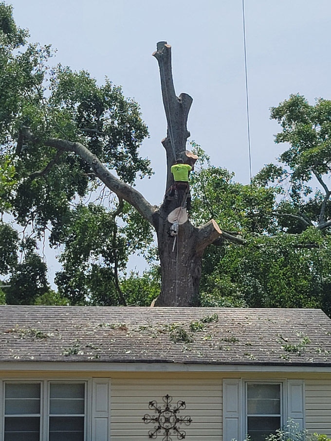 Commercial Tree Service Madison GA