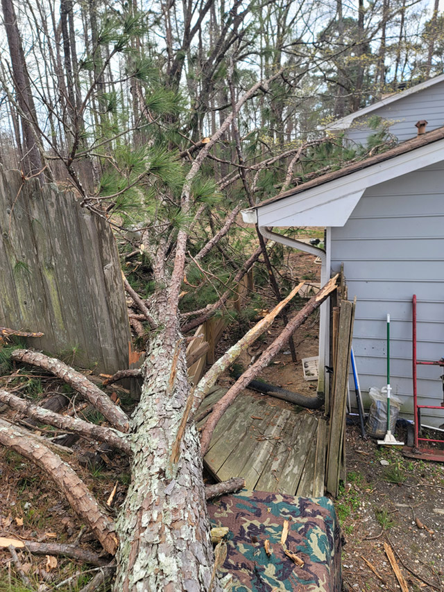 Branching out tree service Madison GA
