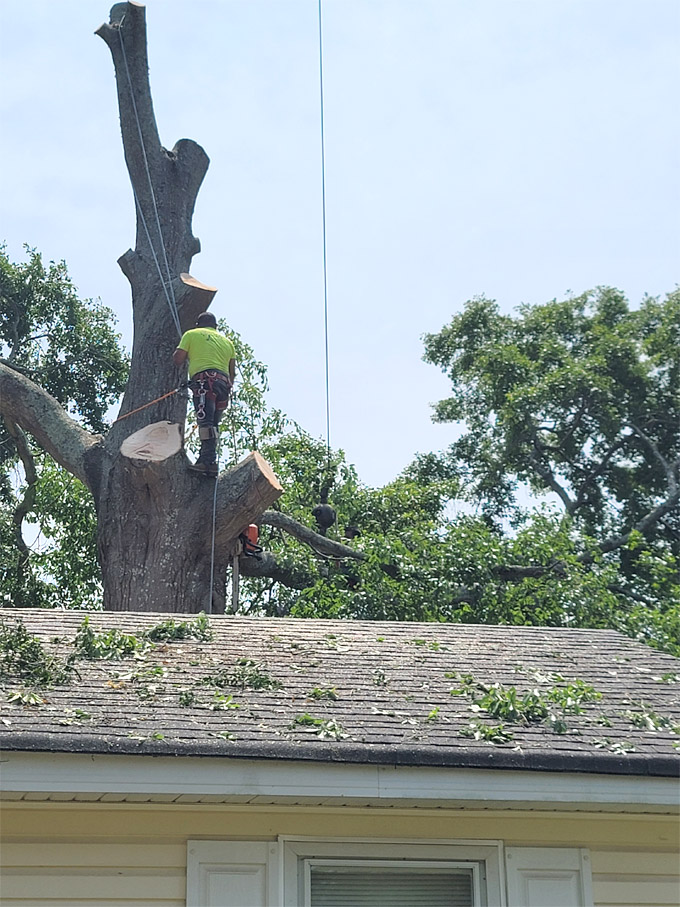 Branching out tree service