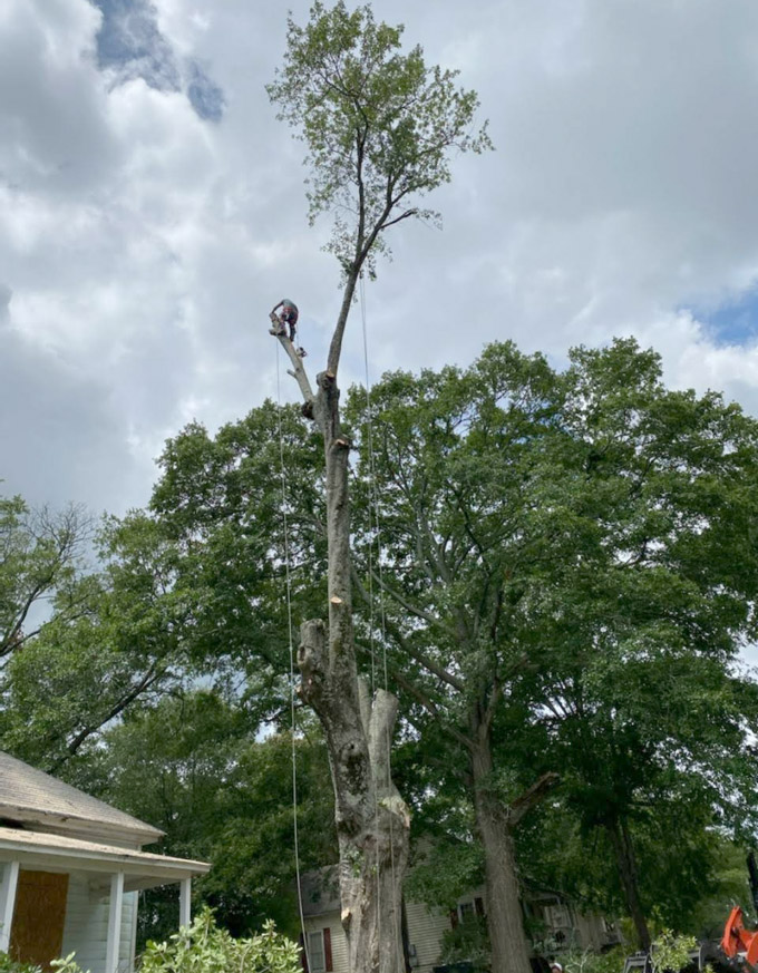 Tree removal videos Madison, GA