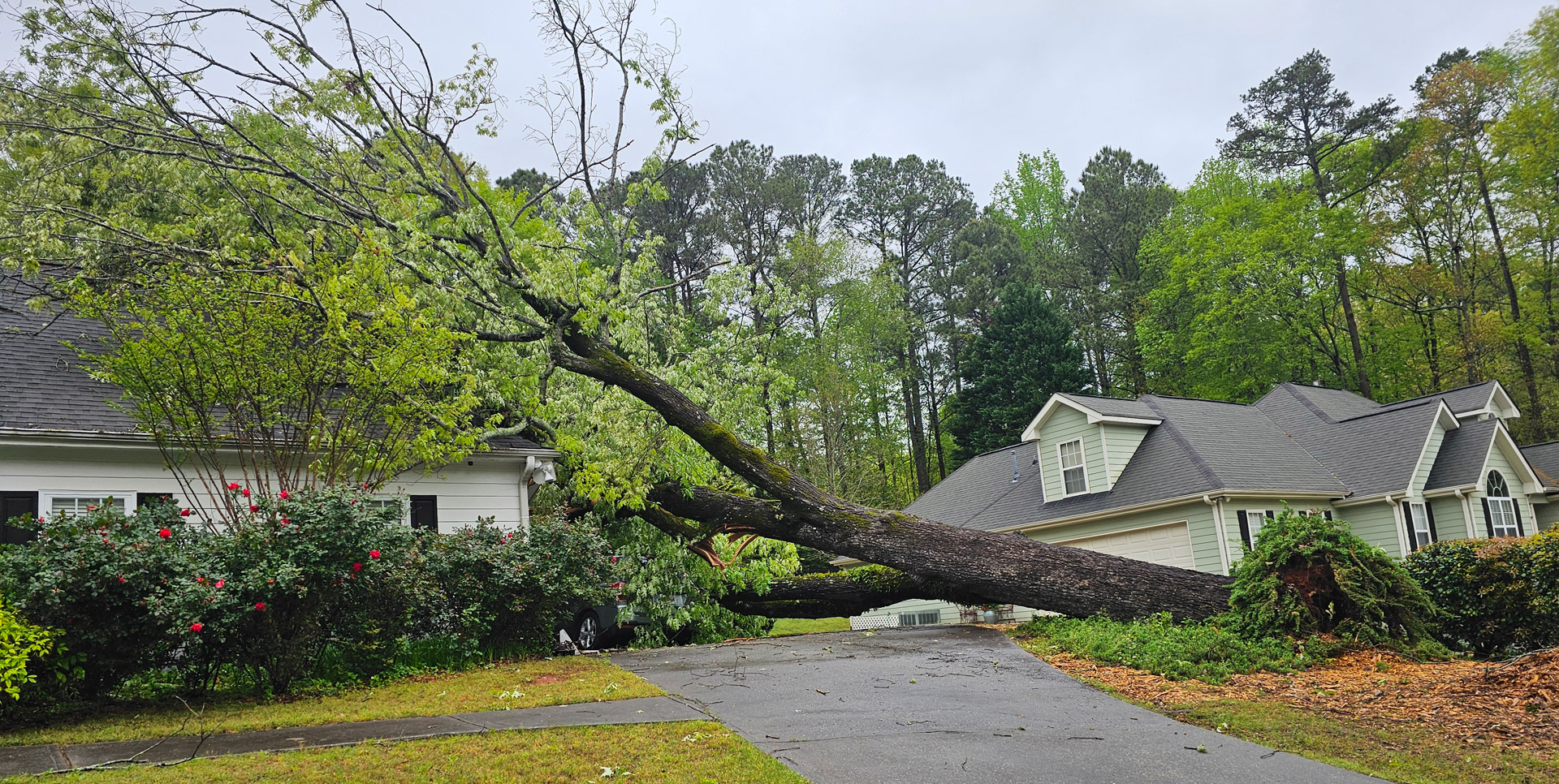5 Reasons Your Business Needs Commercial Tree Care