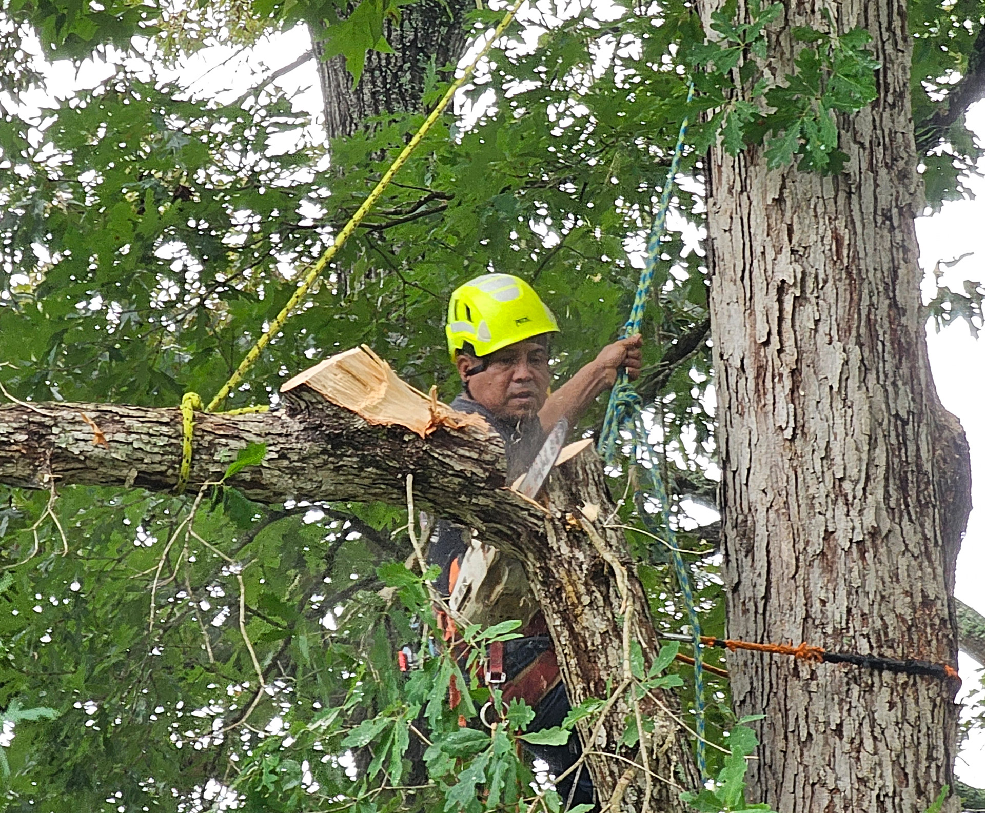 5 Tree Emergencies That Require Immediate Action
