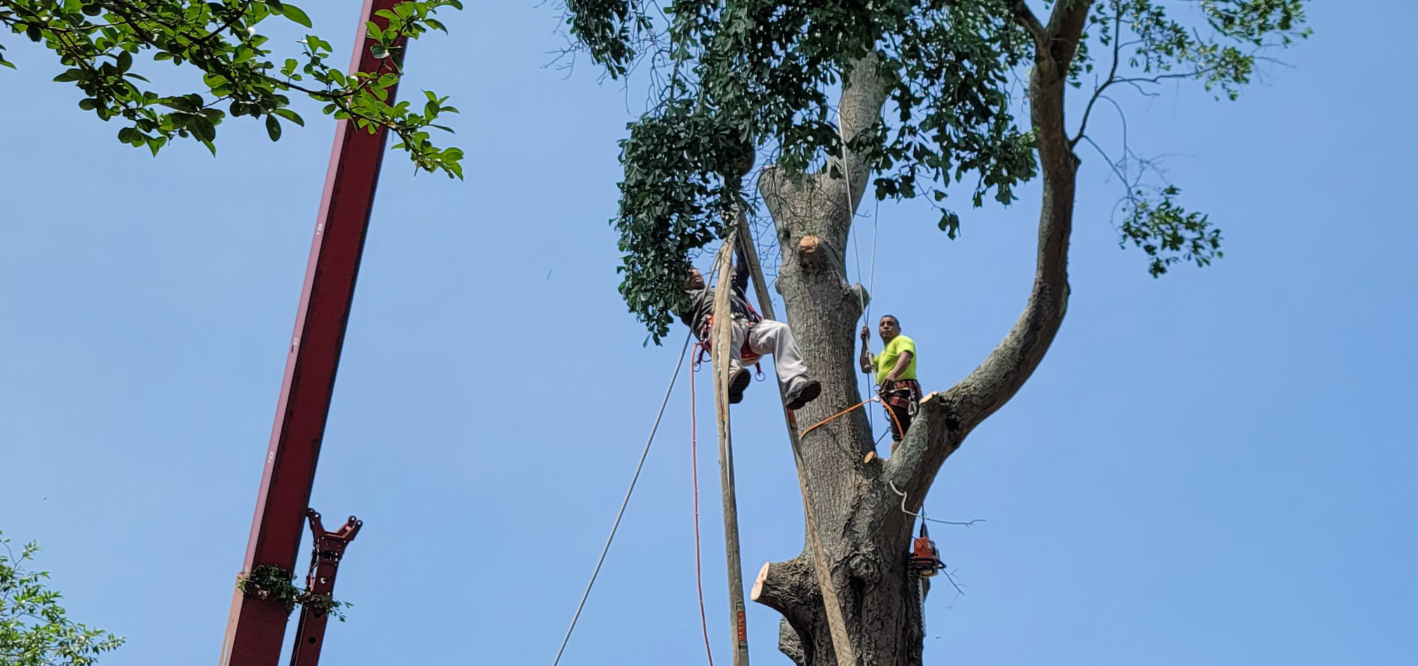 Tree Pruning Tips for Every Season
