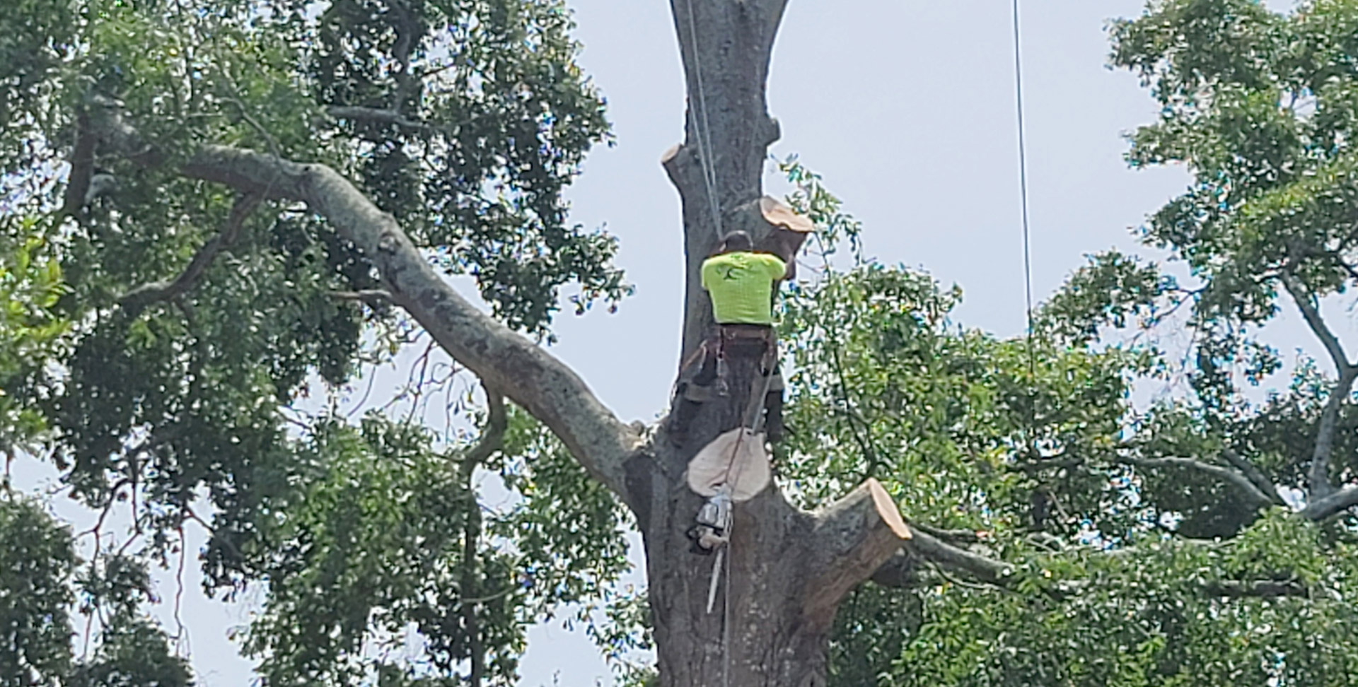 Commercial Tree Services